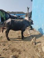 bovine_cropp project thumbnail