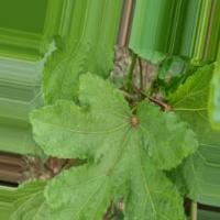 healthy okra detection1 project thumbnail
