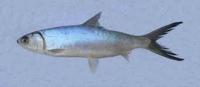 Fish-Detection project thumbnail