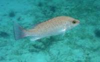 Snapper Fish project thumbnail