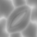  individual-Arabidopsis-dpc-2 project thumbnail