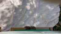 Freebees project thumbnail