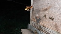 Bees and Hornets project thumbnail