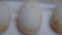train_egg project thumbnail
