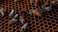 bees2 project thumbnail