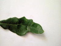 Olive_leaf project thumbnail