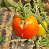 TomatoDBSeg project thumbnail