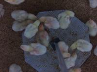 Find chicken project thumbnail