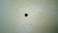 PestNu Aphids & Whiteflies  project thumbnail