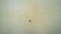 PestNu Aphids & Whiteflies (Masks) project thumbnail