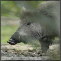 wildBoar project thumbnail