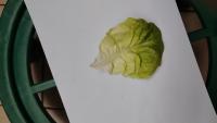 lettuce dimension project thumbnail