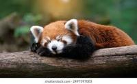Red panda & Cat & Dog project thumbnail