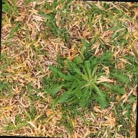 Weed Detection Object Detection Model by Akhila