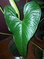 Base-Datos-Plantas-Huecos project thumbnail