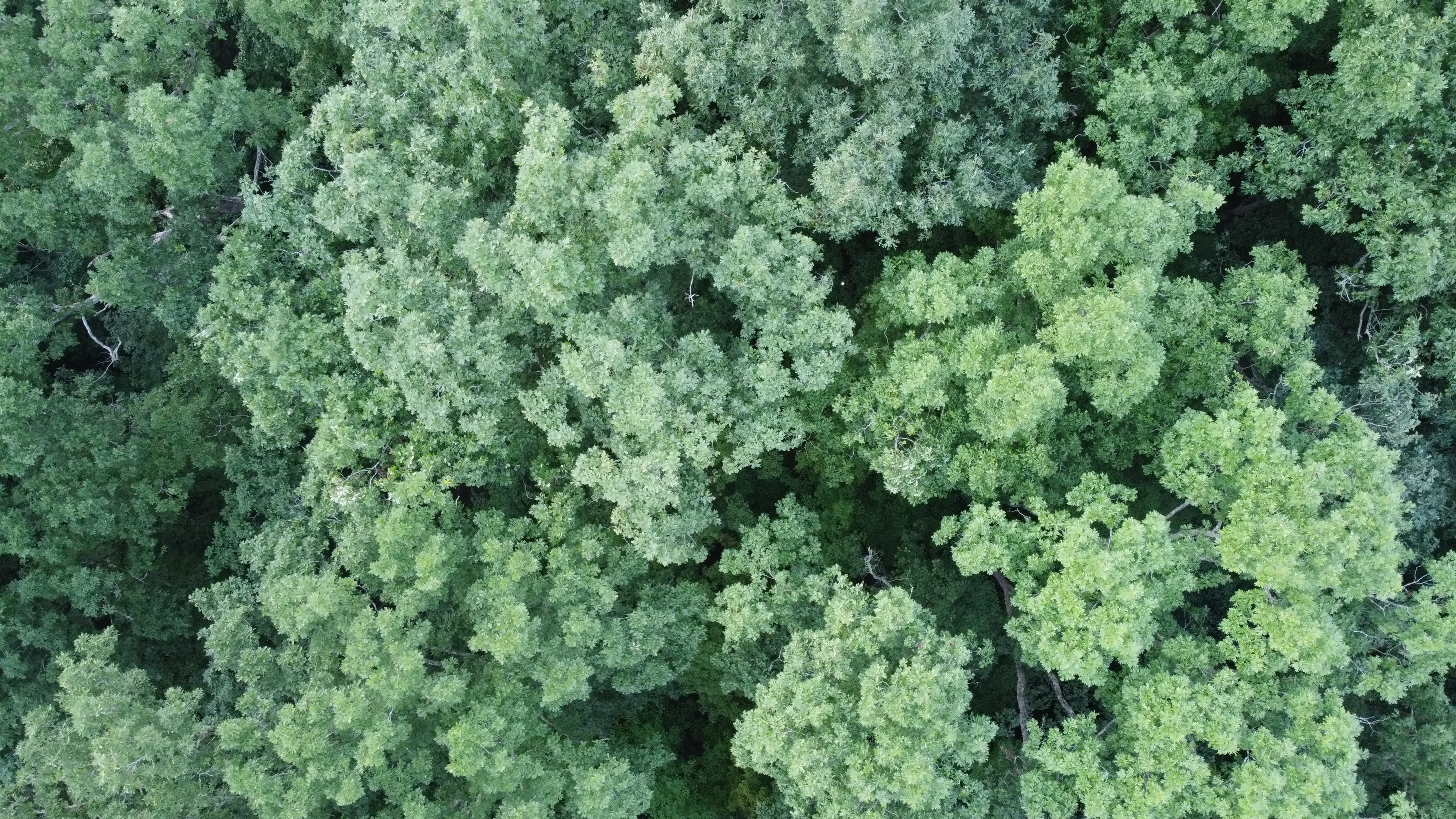 tree Instance Segmentation Dataset by Furkan Kzlay