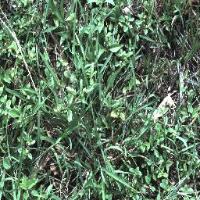 WeedDetection project thumbnail