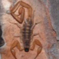 Biodiversity project thumbnail