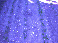 RowsDetection project thumbnail