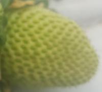 dataset1plus2plus3bplus4plus6 project thumbnail