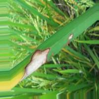 rice disease project thumbnail