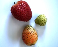 Strawberry Ripeness Detection 2 for hyla results project thumbnail