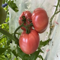 tomato use test project thumbnail