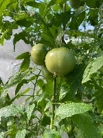 Ripeness Detection project thumbnail