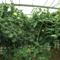 Tomato Maturity Classification project thumbnail