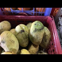 Mango Disease project thumbnail