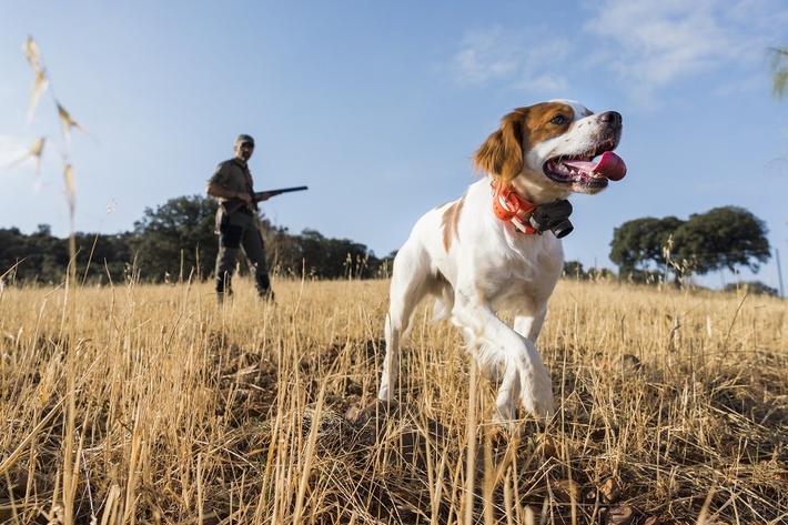 dog Object Detection Dataset and Pre-Trained Model by project-63xfe