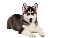 dogs_type project thumbnail