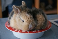 Rabbit project thumbnail