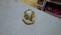 cauliflower project thumbnail