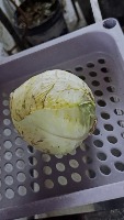 cabbage-segmentation project thumbnail