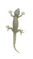 KlasifikasiReptil project thumbnail