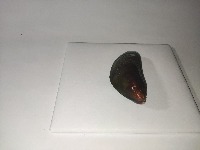 Article 2 Mollusk project thumbnail