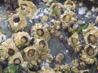 Fouling Detection project thumbnail