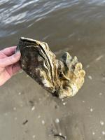 Oysters project thumbnail