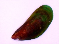 Mussel project thumbnail