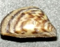 Mussel Types project thumbnail