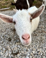 Animals 2.0 project thumbnail