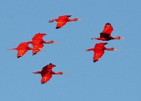 Extended_Moulouya_Bird_Detection_Dataset project thumbnail