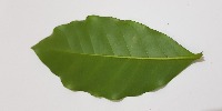 My  Coffee Leaf Rust Detection project thumbnail