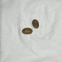 coffee-bean-defect-result-valid project thumbnail