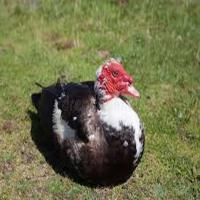 dataset-ayam-bebek project thumbnail