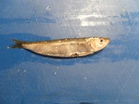Fish project thumbnail