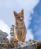 Animal project thumbnail