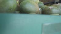 Fruit Detection project thumbnail