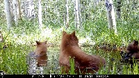 bear project thumbnail